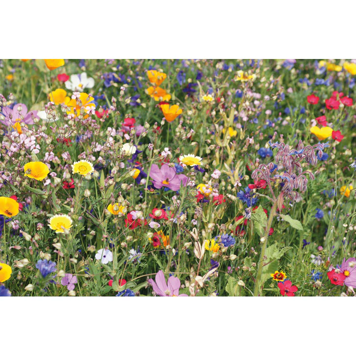 Flowers mix seeds in envelope - Image 6