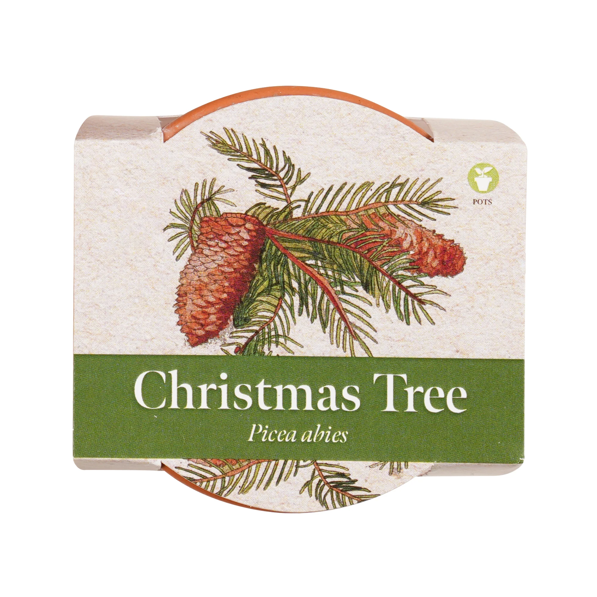 Growing Gift Norwegian Spruce - Image 9