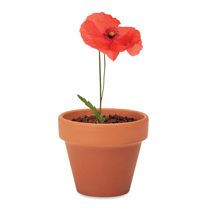 Terracotta Pot with Seeds - Image 6